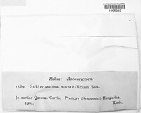 Schizostoma montellicum image